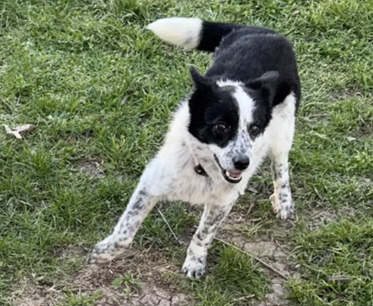 Enlarge Eleanor , a ADOPTABLE mixed breed in Louisburg, KS image 5/6