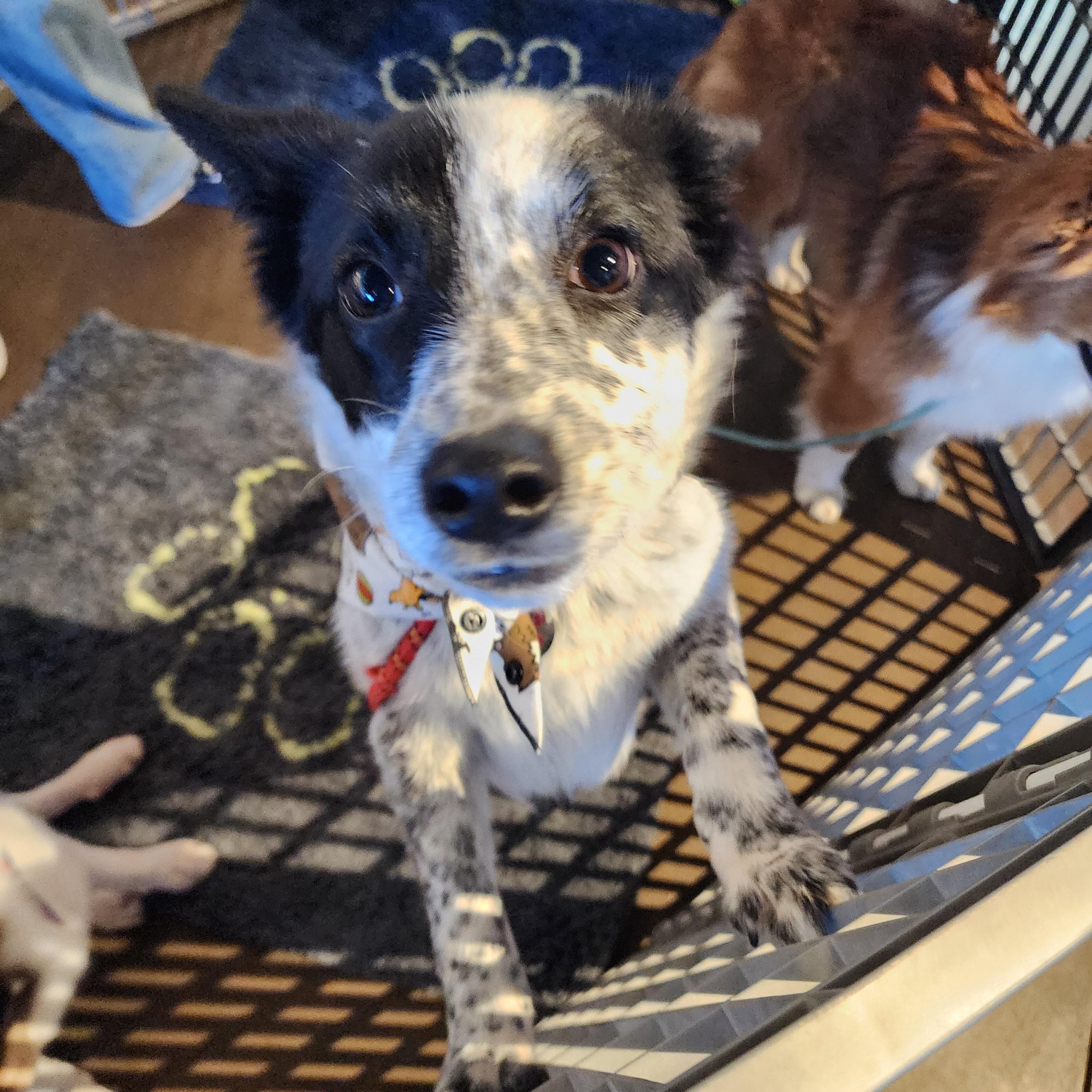 Enlarge Eleanor , a ADOPTABLE mixed breed in Louisburg, KS image 3/6