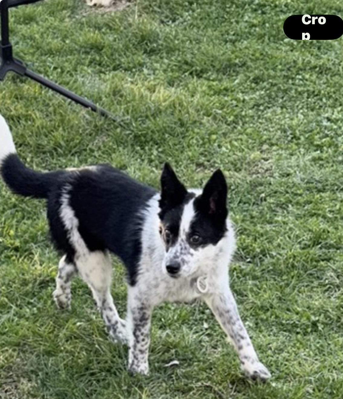 Enlarge Eleanor , a ADOPTABLE mixed breed in Louisburg, KS image 6/6