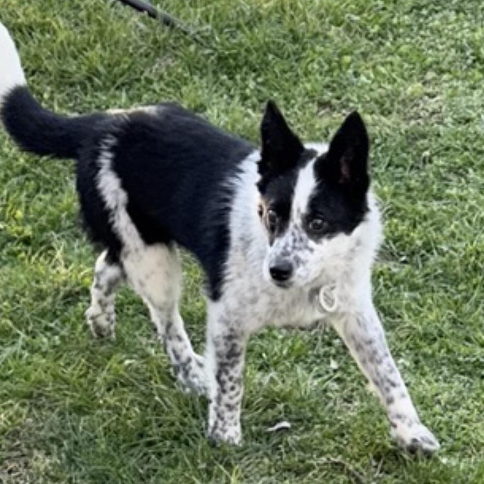 Enlarge Eleanor , a ADOPTABLE mixed breed in Louisburg, KS image 6/6