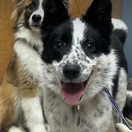 Enlarge Eleanor , a ADOPTABLE mixed breed in Louisburg, KS image 3/6