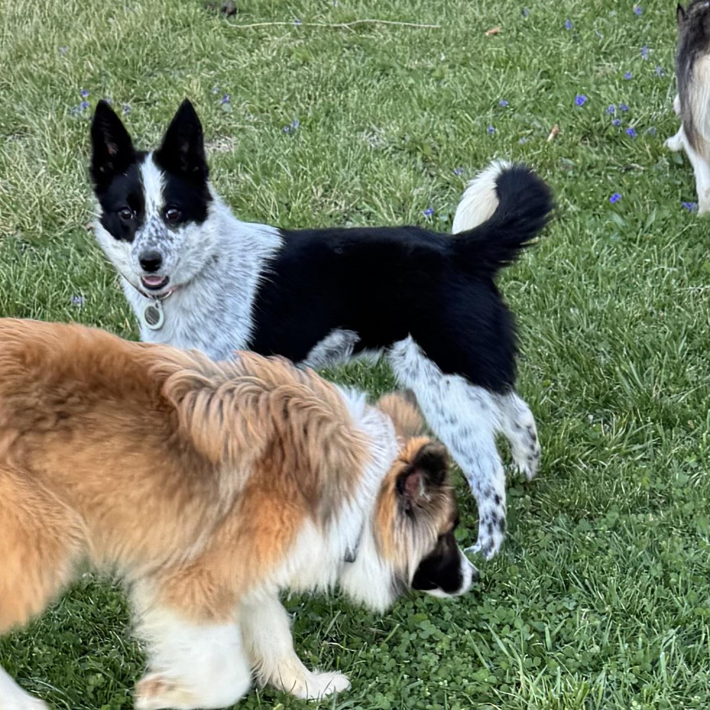 Enlarge Eleanor , a ADOPTABLE mixed breed in Louisburg, KS image 2/6