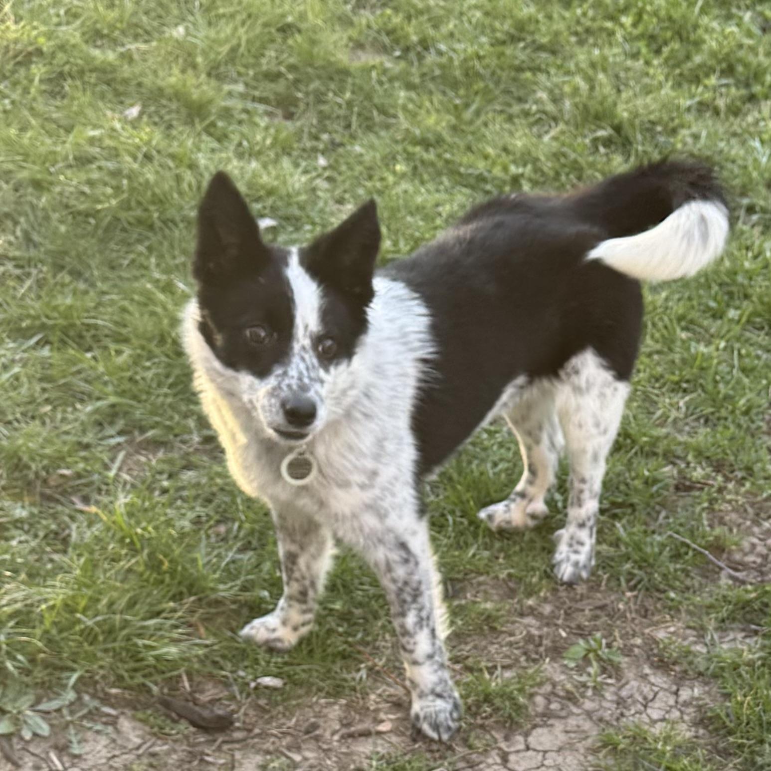 Eleanor , ADOPTABLE, Puppy Female Border Collie & Corgi.