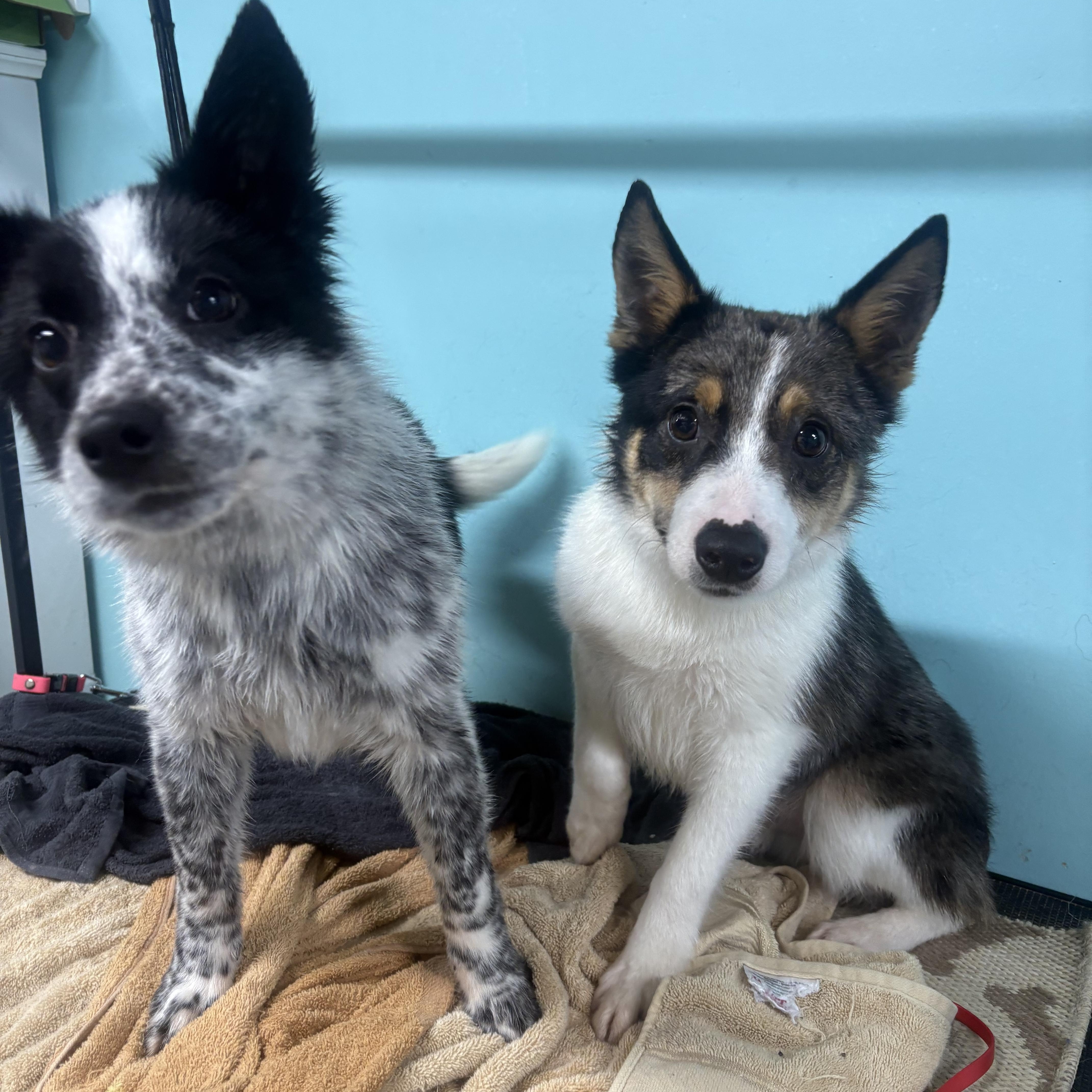 Enlarge Eleanor , a ADOPTABLE mixed breed in Louisburg, KS image 4/6