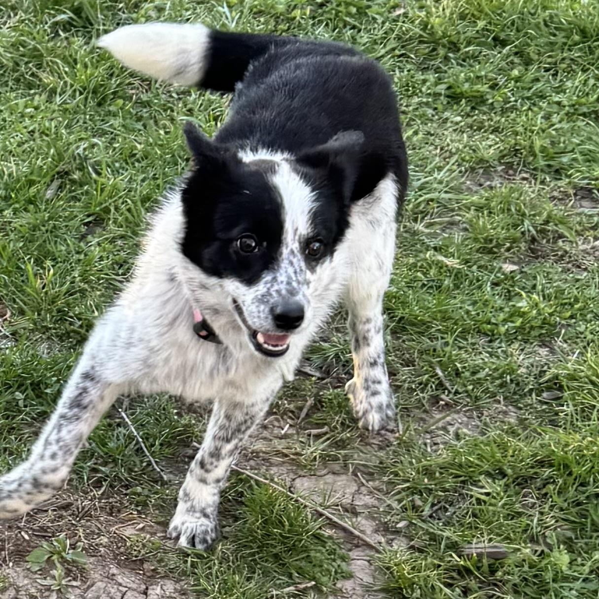 Enlarge Eleanor , a ADOPTABLE mixed breed in Louisburg, KS image 1/6