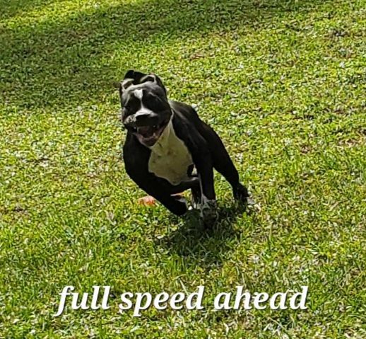 Enlarge Loochi  Please read my about me, a Adoptable American Staffordshire Terrier in West Palm Beach, FL image 1/5