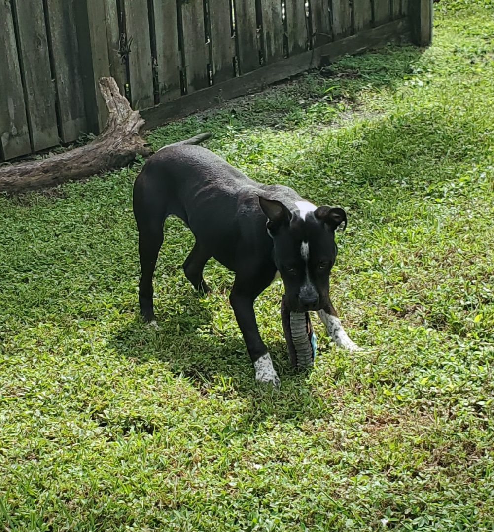 Enlarge Loochi  Please read my about me, a Adoptable American Staffordshire Terrier in West Palm Beach, FL image 2/5