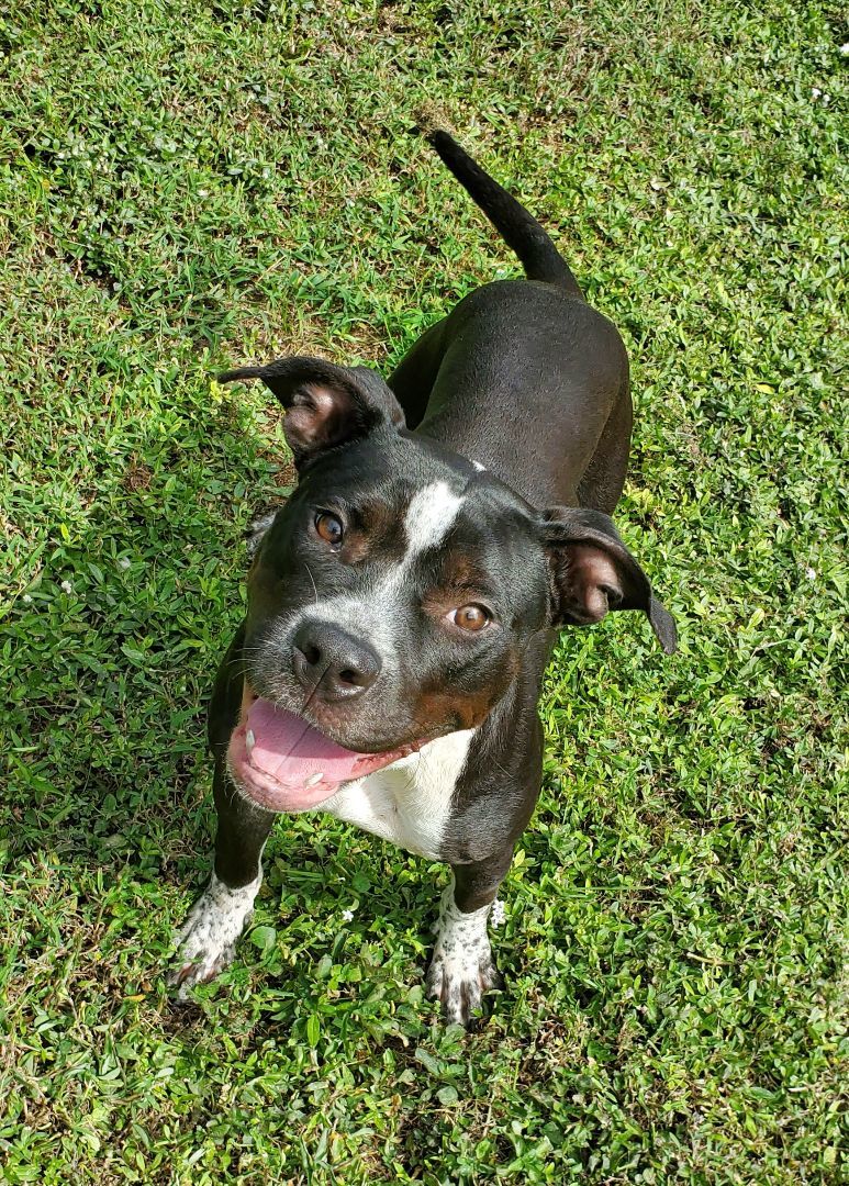 Enlarge Loochi  Please read my about me, a Adoptable American Staffordshire Terrier in West Palm Beach, FL image 3/5