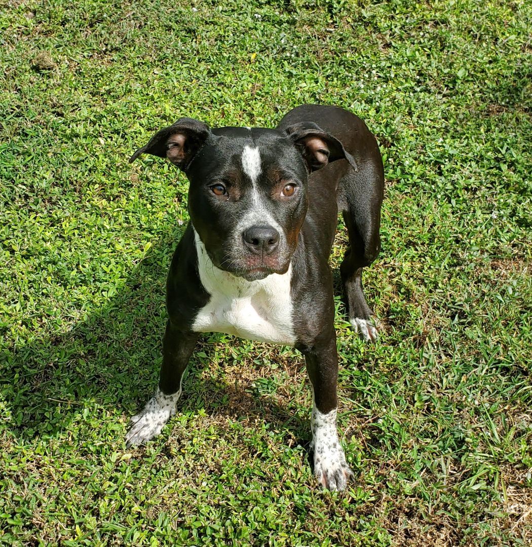 Enlarge Loochi  Please read my about me, a Adoptable American Staffordshire Terrier in West Palm Beach, FL image 4/5