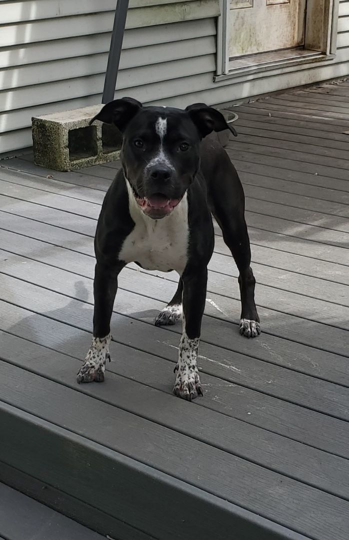 Enlarge Loochi  Please read my about me, a Adoptable American Staffordshire Terrier in West Palm Beach, FL image 5/5