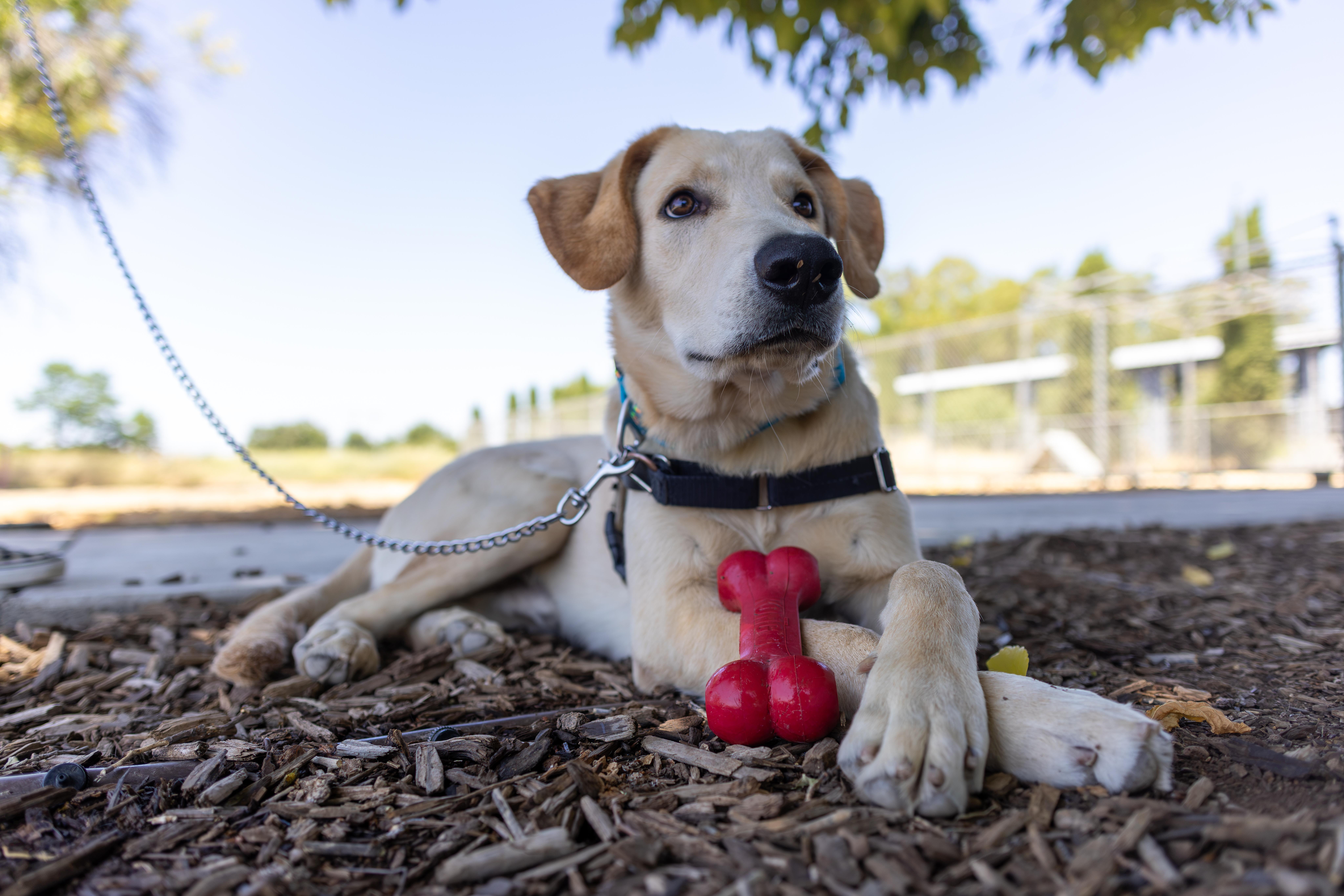 Banks, Adoptable, Young Male Labrador Retriever.