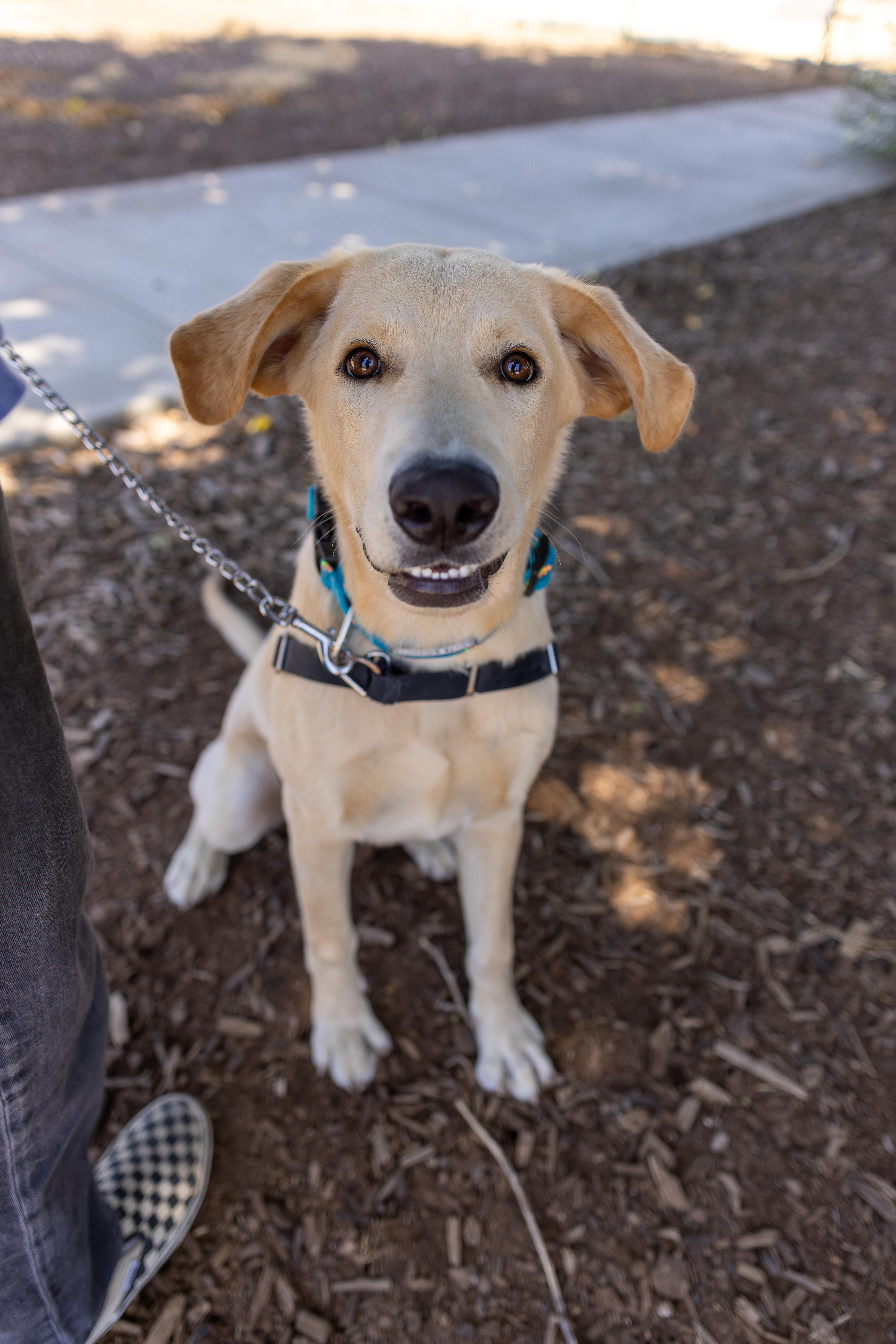 Enlarge Banks, a Adoptable mixed breed in Chico, CA image 2/5