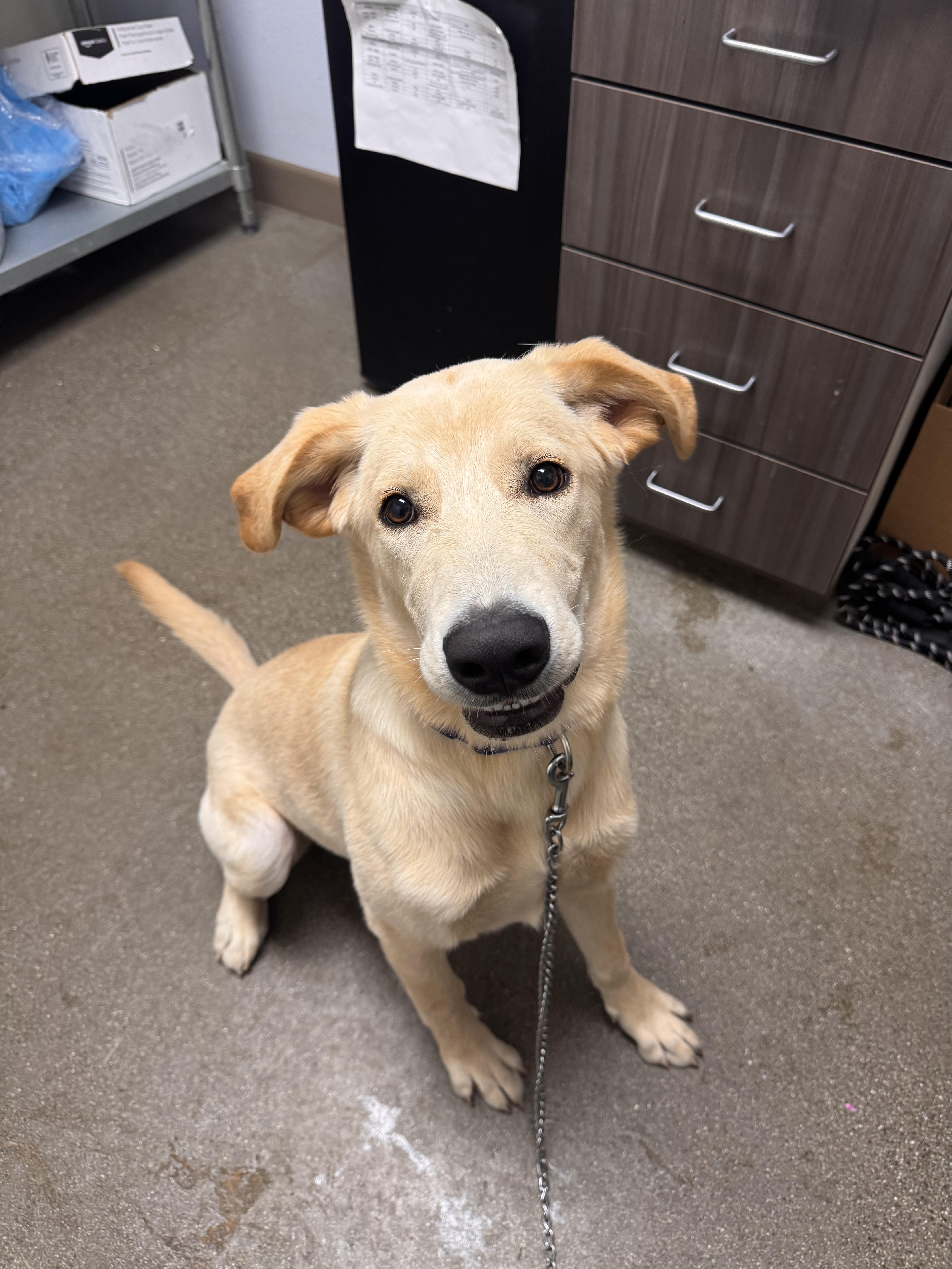 Enlarge Banks, a Adoptable mixed breed in Chico, CA image 3/5