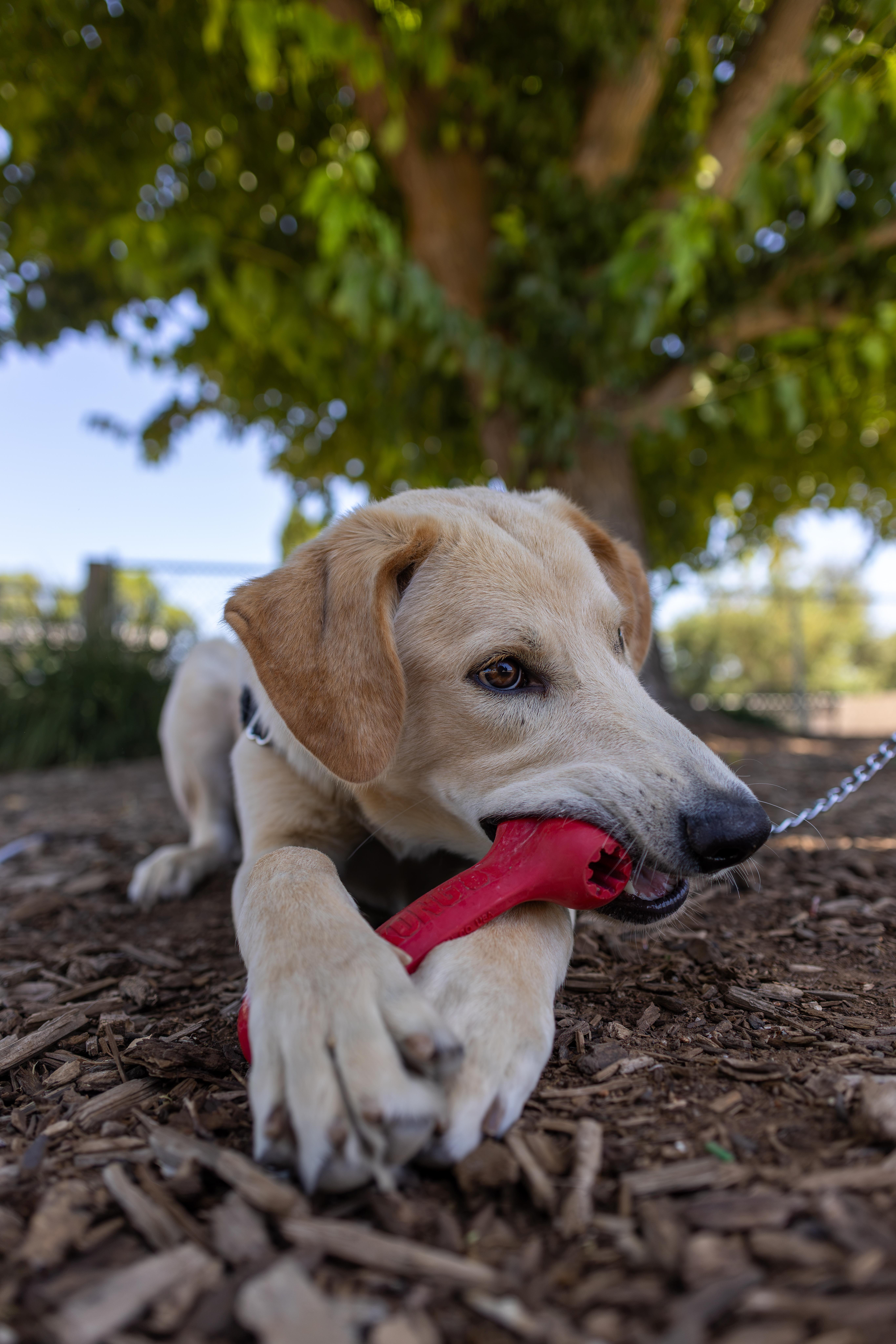 Enlarge Banks, a Adoptable mixed breed in Chico, CA image 4/5