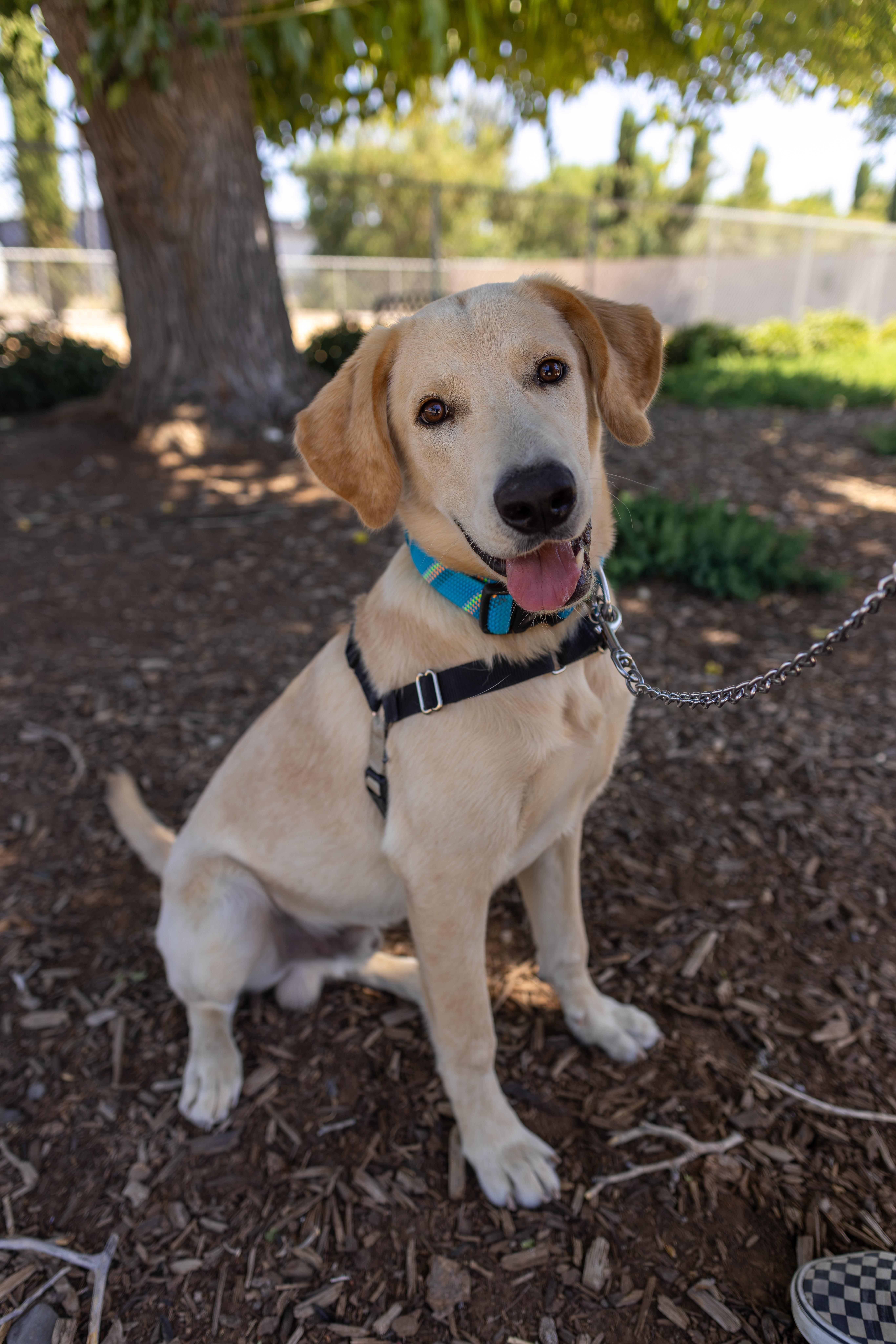 Enlarge Banks, a Adoptable mixed breed in Chico, CA image 5/5