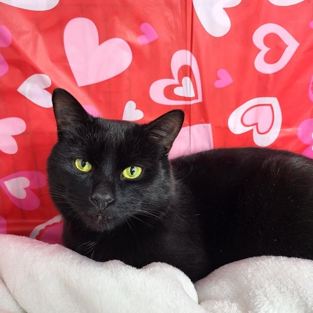 Enlarge Lloyd , a ADOPTABLE Domestic Short Hair in Mississauga, ON image 2/4