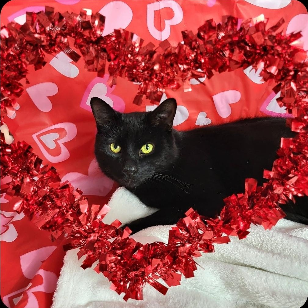 Lloyd , ADOPTABLE, Young Male Domestic Short Hair.