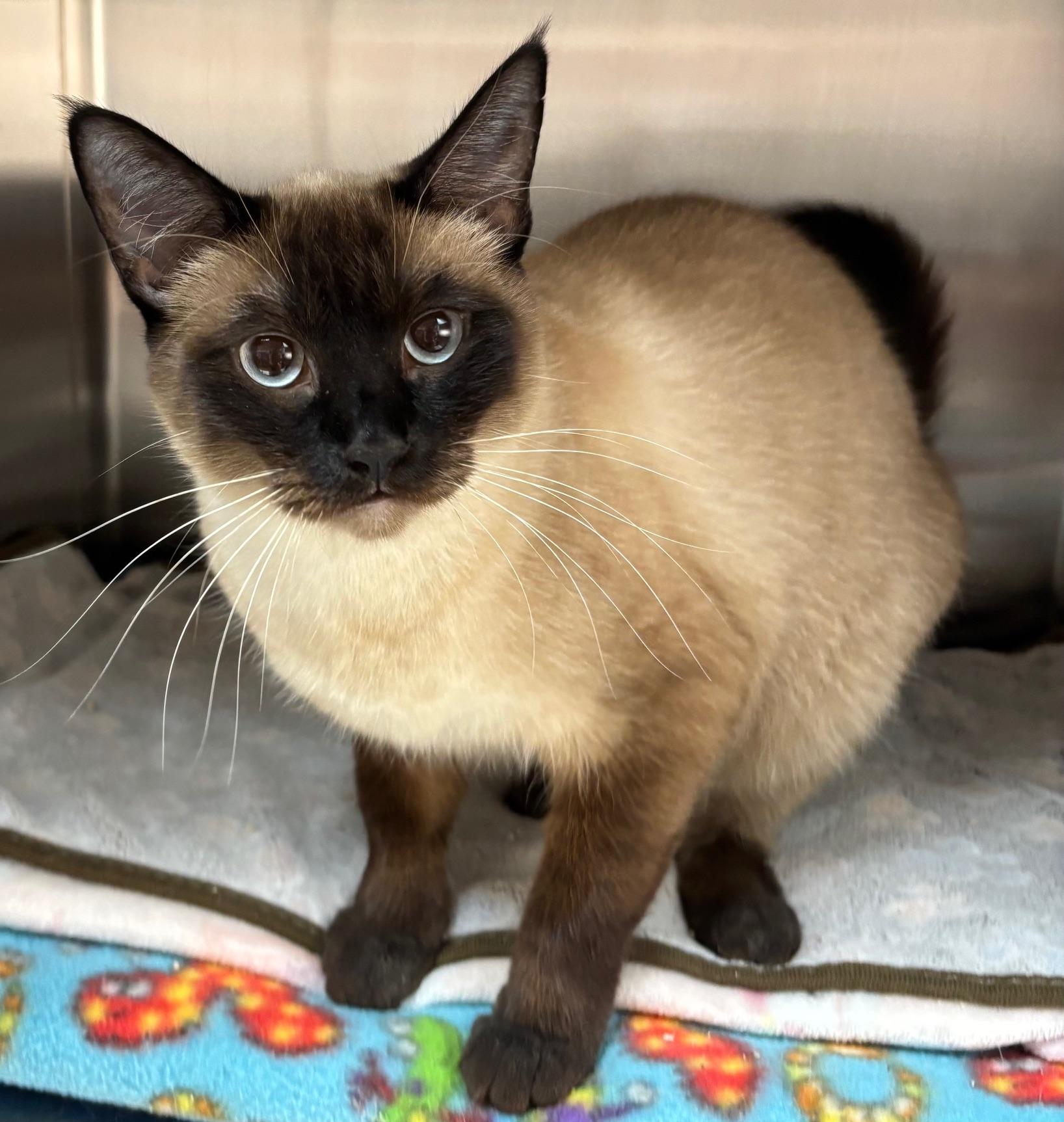 Holly, ADOPTABLE, Adult Female Siamese.