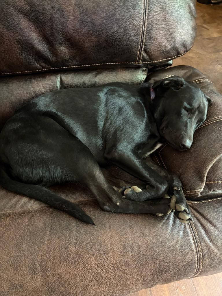 Zippo, ADOPTABLE, Adult Male Black Labrador Retriever & Border Collie.