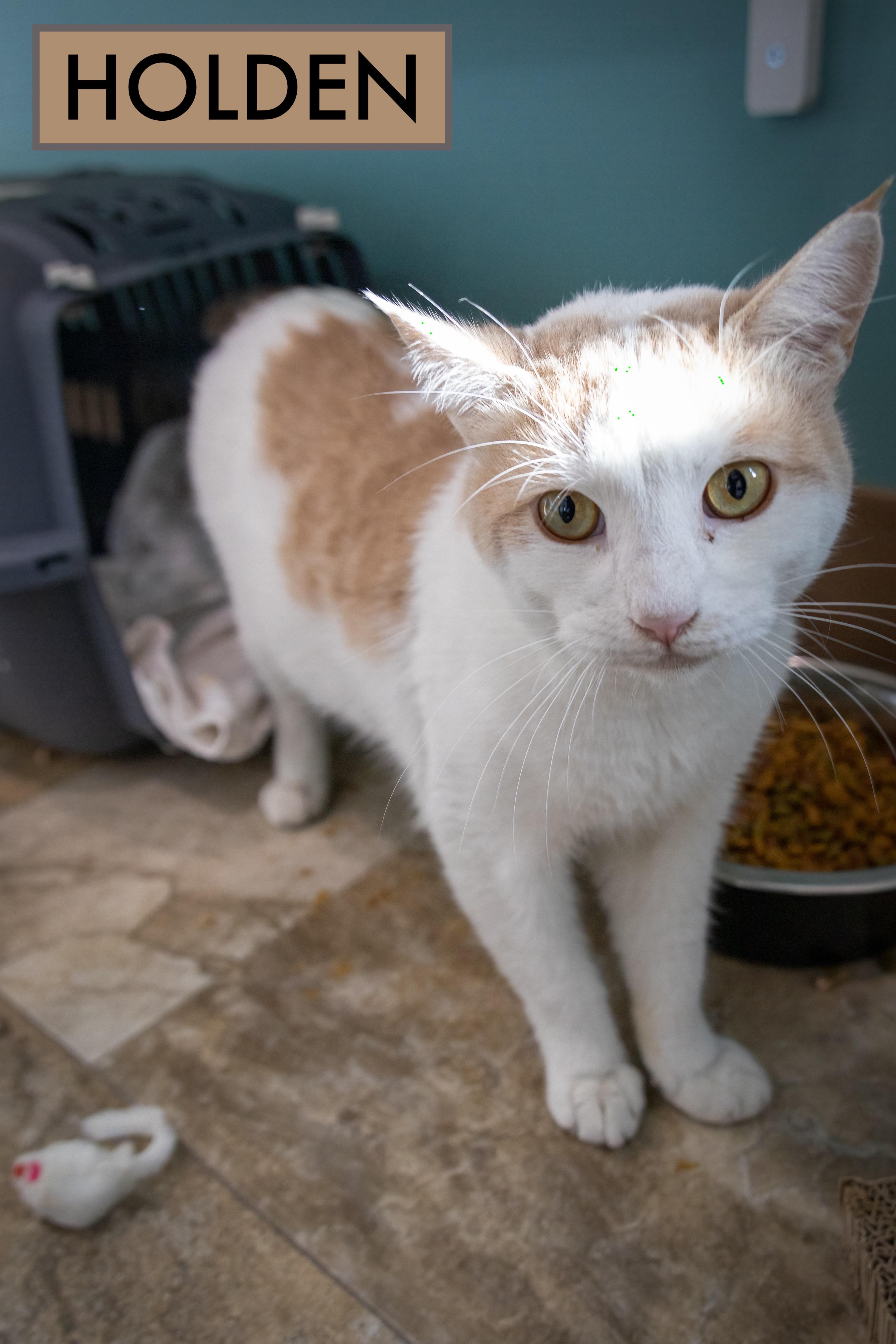 Holden (FCID# 10/22/2025 - 77 Trainer)