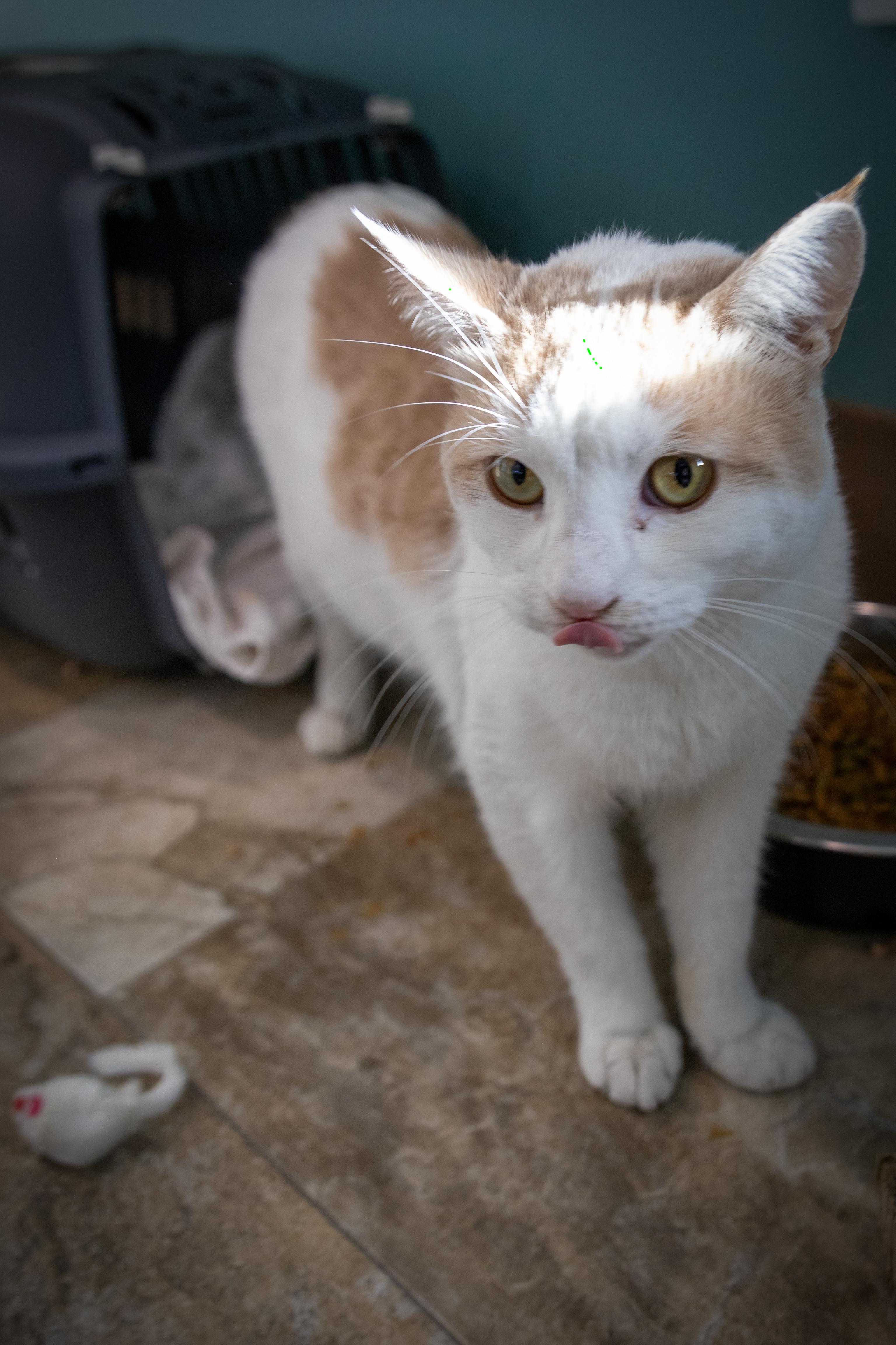 Holden (FCID# 10/22/2025 - 77 Trainer)