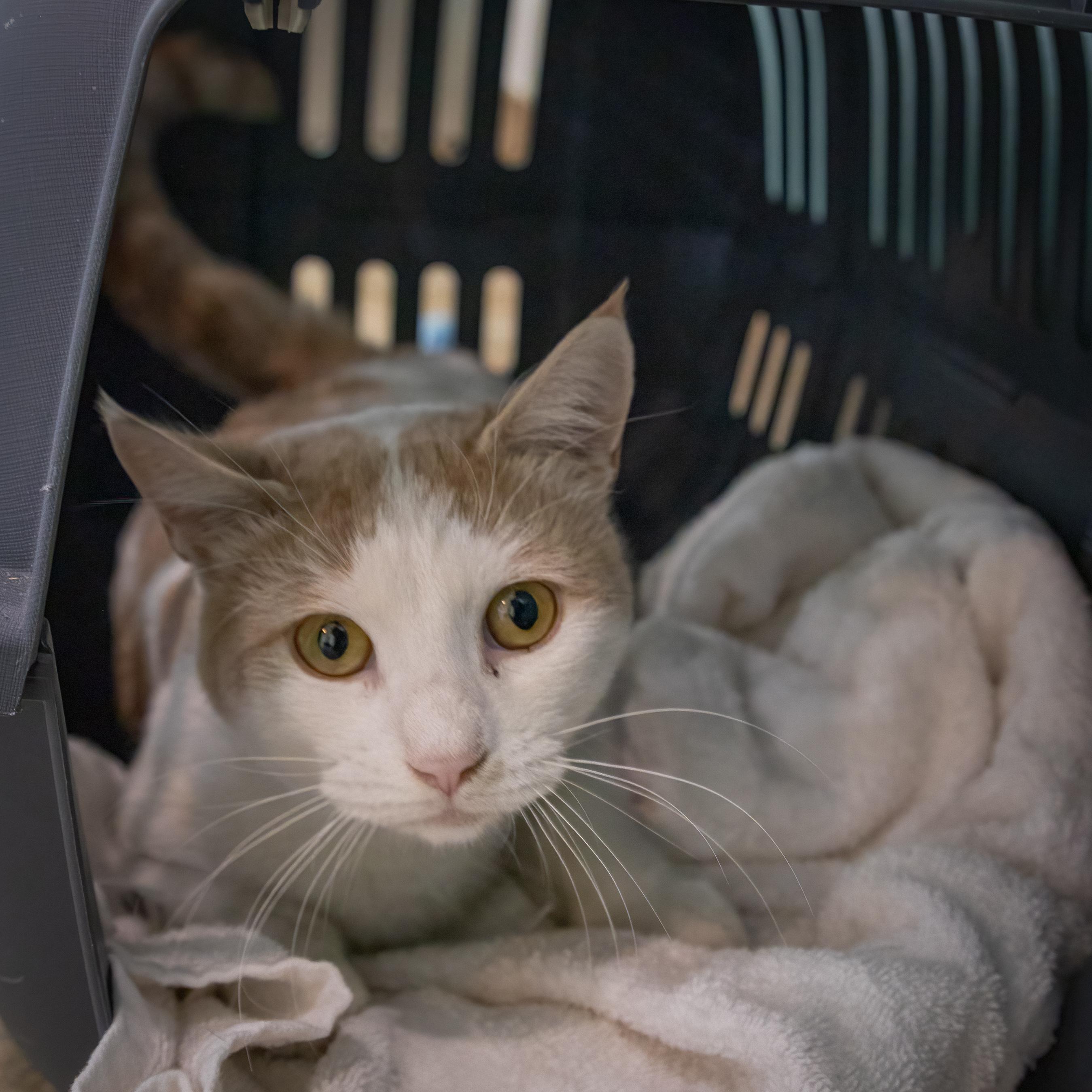 Holden (FCID# 10/22/2025 - 77 Trainer)