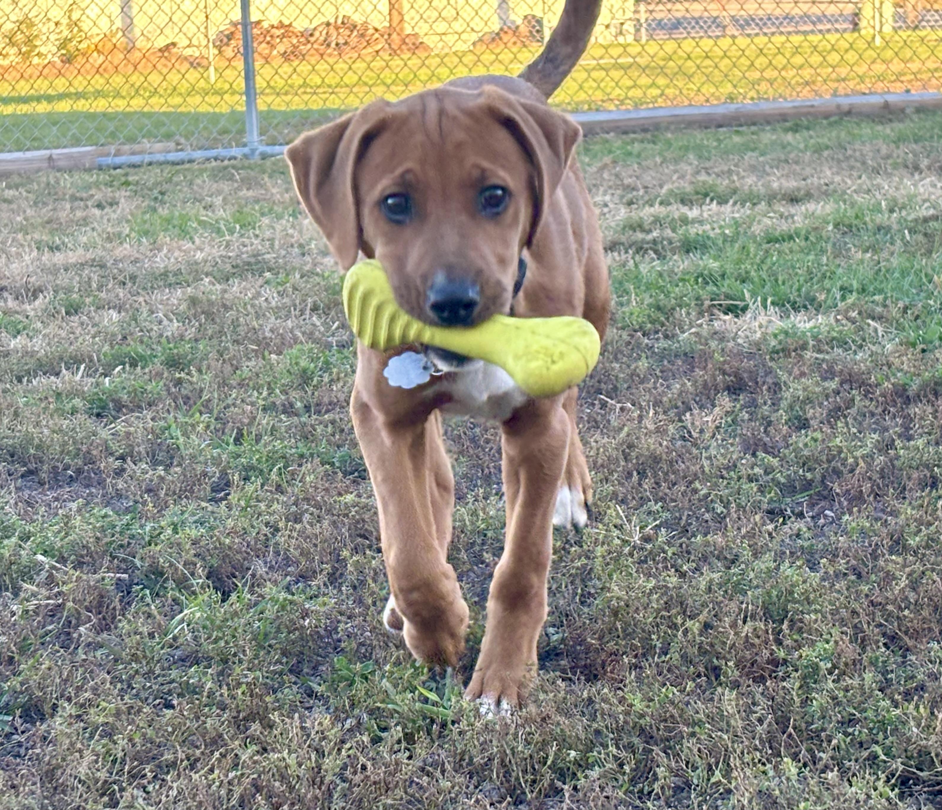 Milo, Adoptable, Young Male Labrador Retriever & Hound.