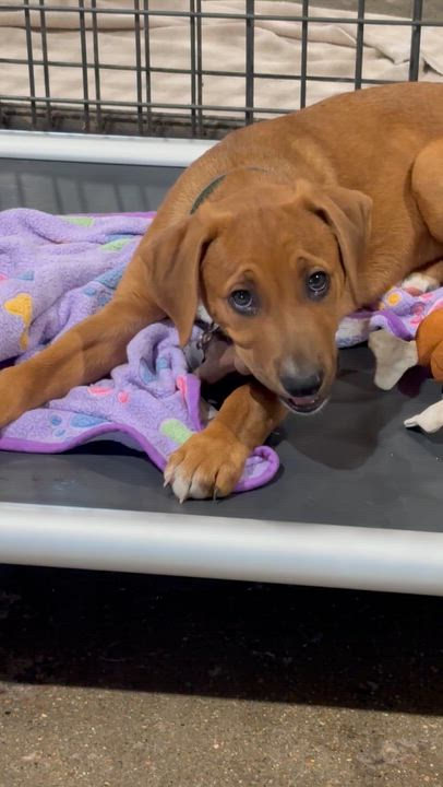 Enlarge Milo, a Adoptable mixed breed in Shenandoah, IA video 3/3