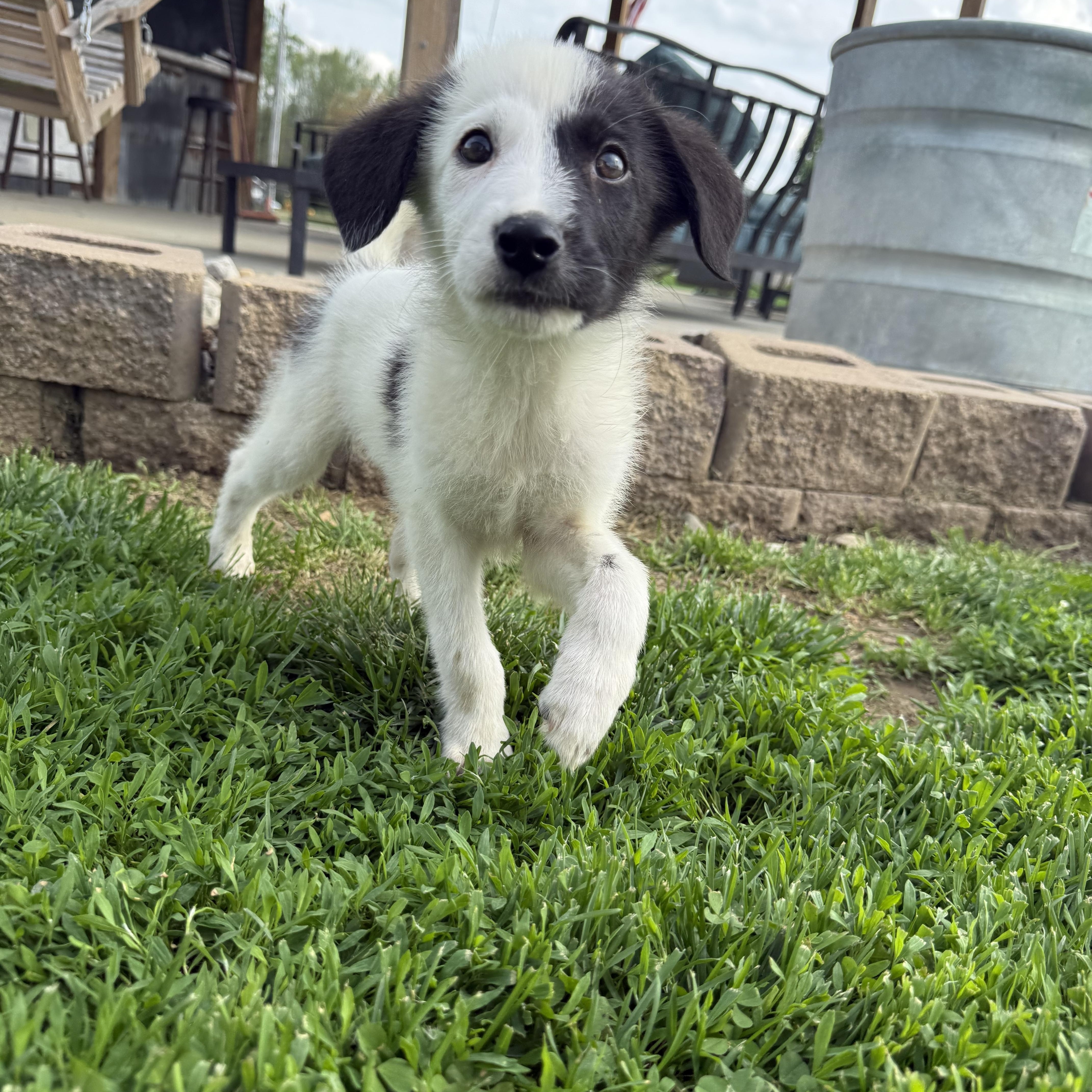 Enlarge Doc,Happy,Bashful,Dopey, a ADOPTABLE mixed breed in Brazil, IN image 3/6