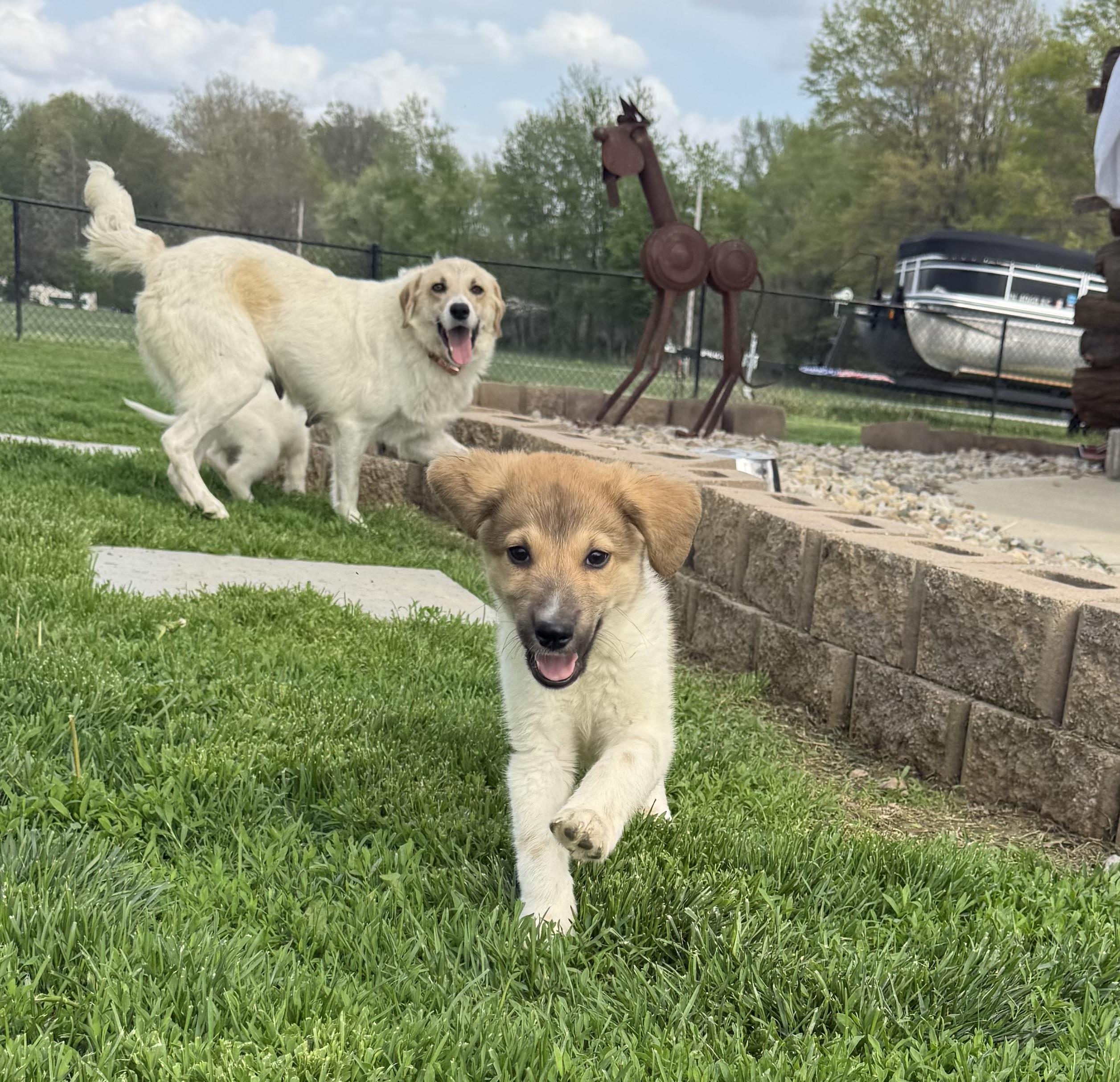 Doc,Happy,Bashful,Dopey, ADOPTABLE, Young Male Great Pyrenees.