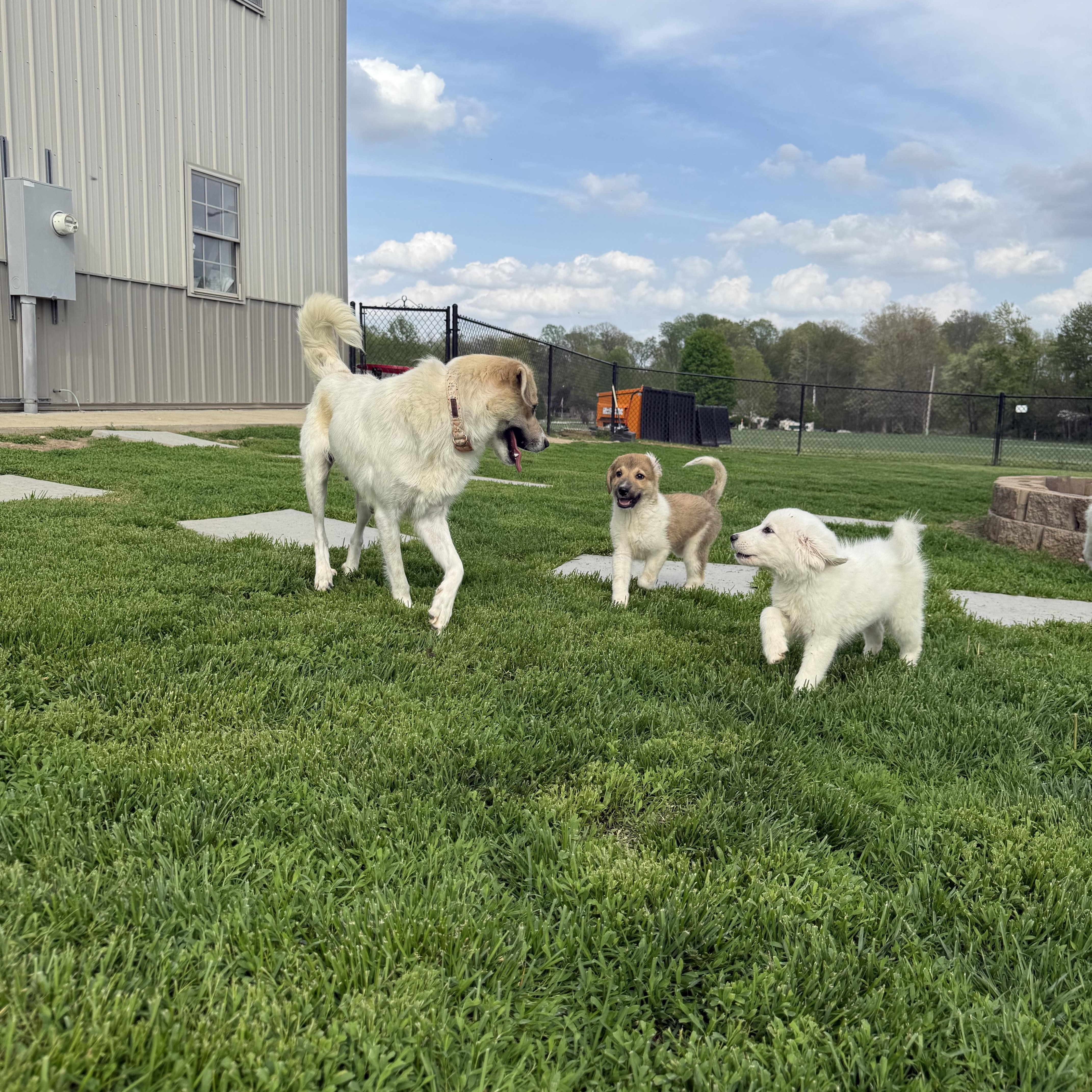 Enlarge Doc,Happy,Bashful,Dopey, a ADOPTABLE mixed breed in Brazil, IN image 2/6