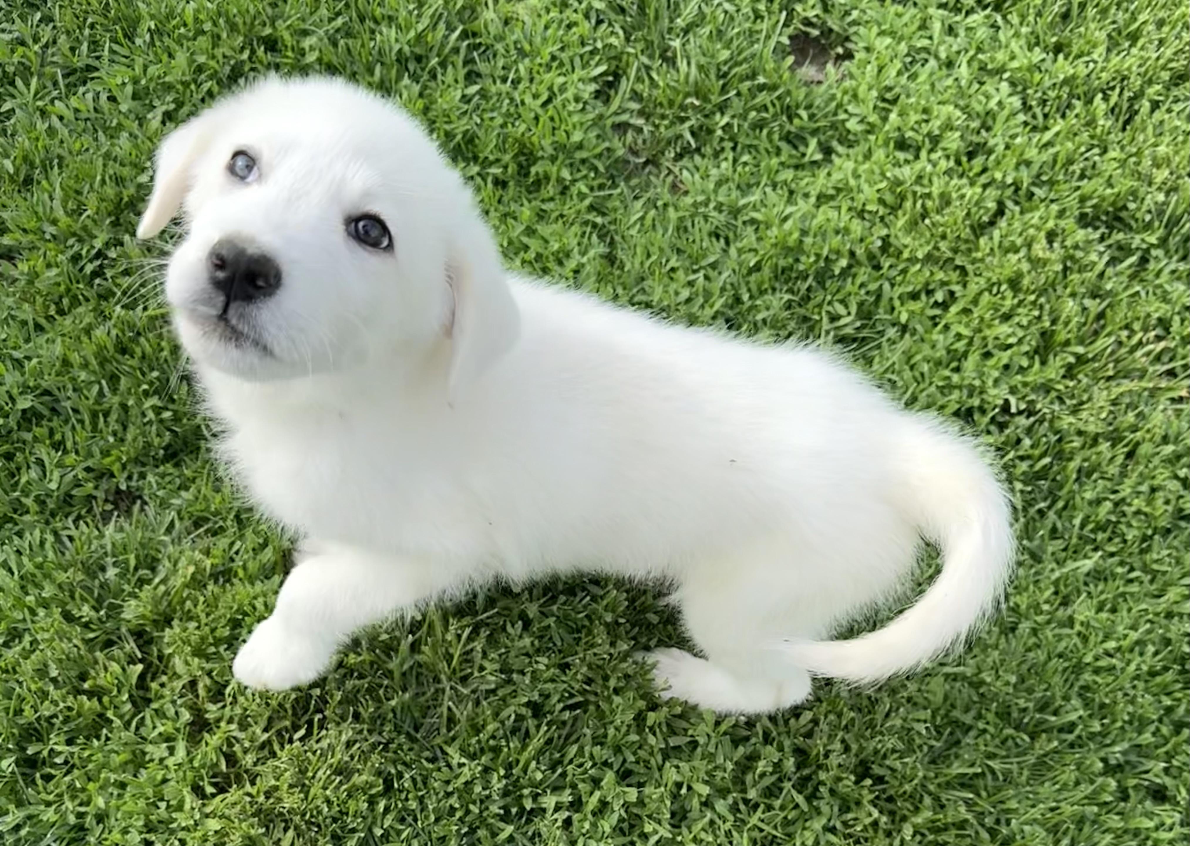 Enlarge Doc,Happy,Bashful,Dopey, a ADOPTABLE mixed breed in Brazil, IN image 4/6