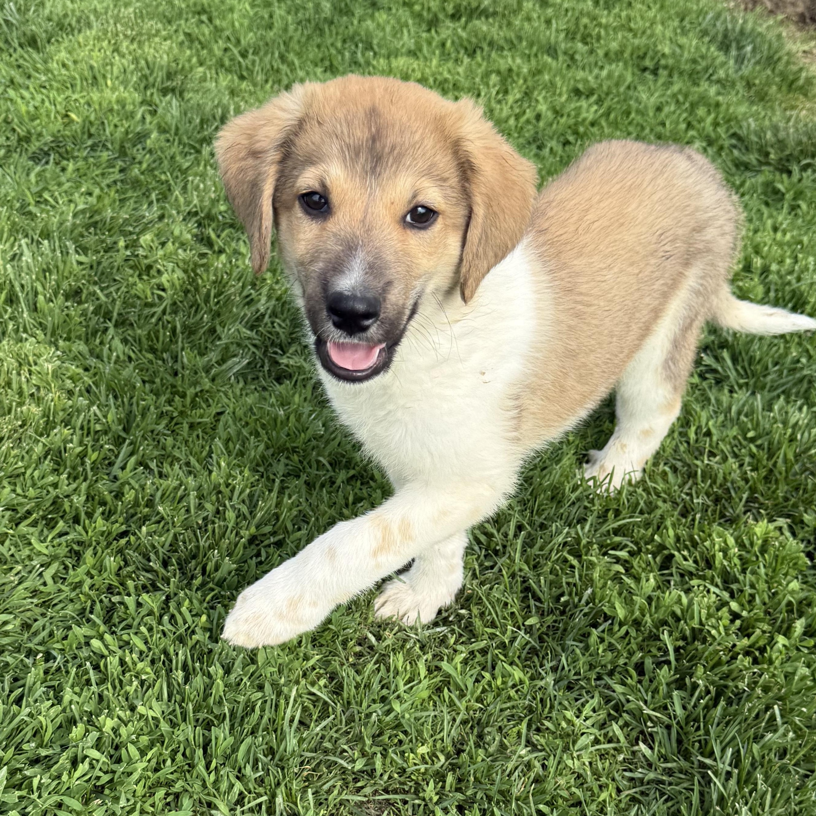 Enlarge Doc,Happy,Bashful,Dopey, a ADOPTABLE mixed breed in Brazil, IN image 5/6