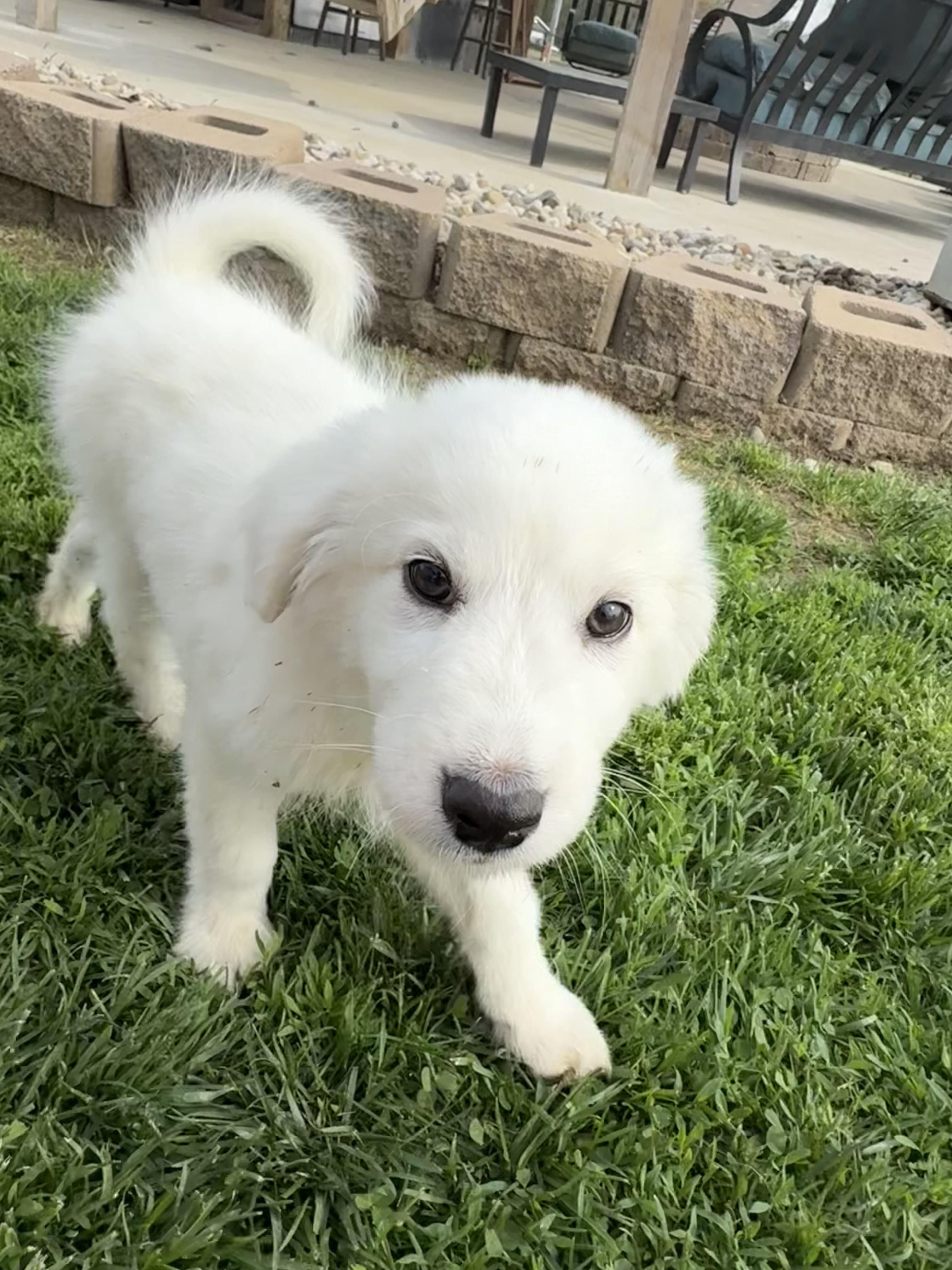 Enlarge Doc,Happy,Bashful,Dopey, a ADOPTABLE mixed breed in Brazil, IN image 6/6