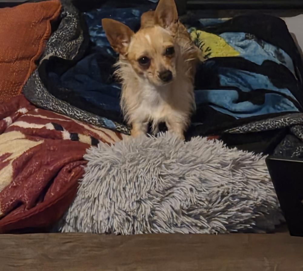 Enlarge Lucy, a Adoptable mixed breed in Bonifay, FL image 1/2