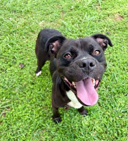 Enlarge Woodrow 1024-25, a Adoptable mixed breed in Cumming, GA image 1/2