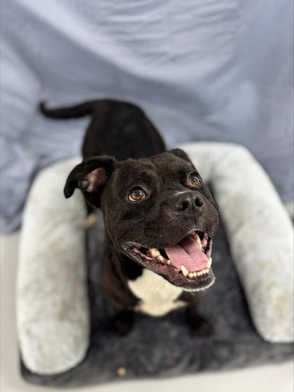 Enlarge Woodrow 1024-25, a Adoptable mixed breed in Cumming, GA image 2/2