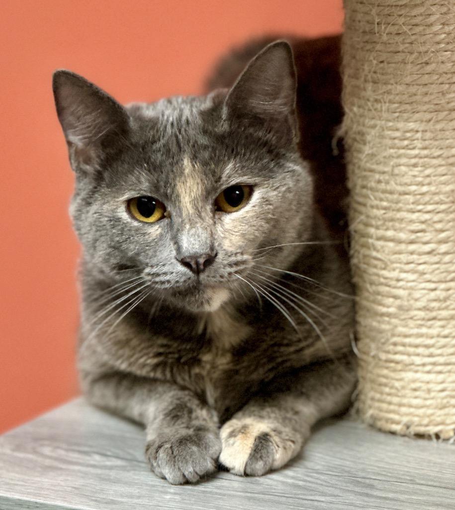 Luna, Adoptable, Young Female Domestic Short Hair.