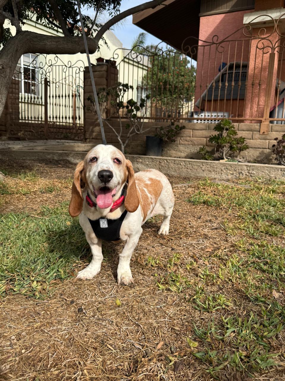 Ramona, Adoptable, Adult Female Basset Hound.