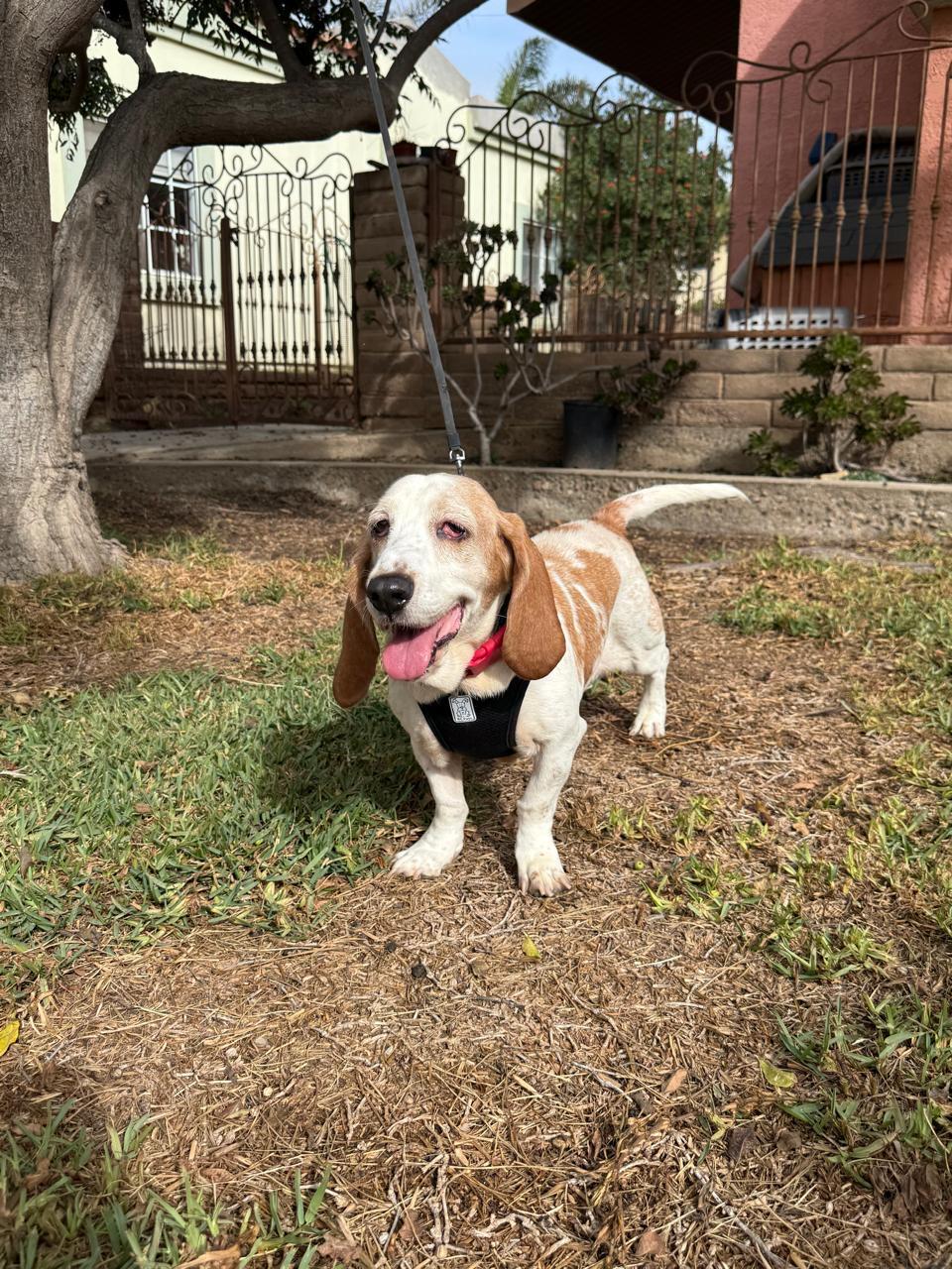 Ramona, a Adoptable Basset Hound in San Diego, CA image 2/3
