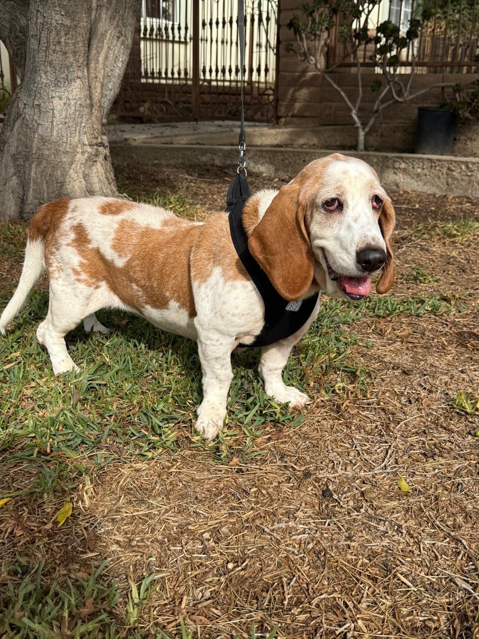 Ramona, a Adoptable Basset Hound in San Diego, CA image 3/3