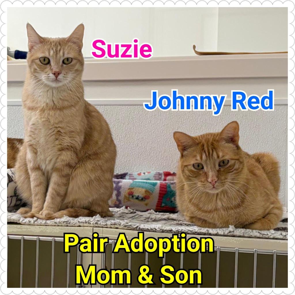 Suzie, Adoptable, Young Female Domestic Short Hair.