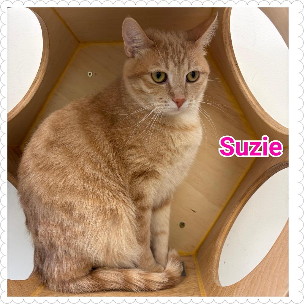 Suzie, Adoptable, Young Female Domestic Short Hair.