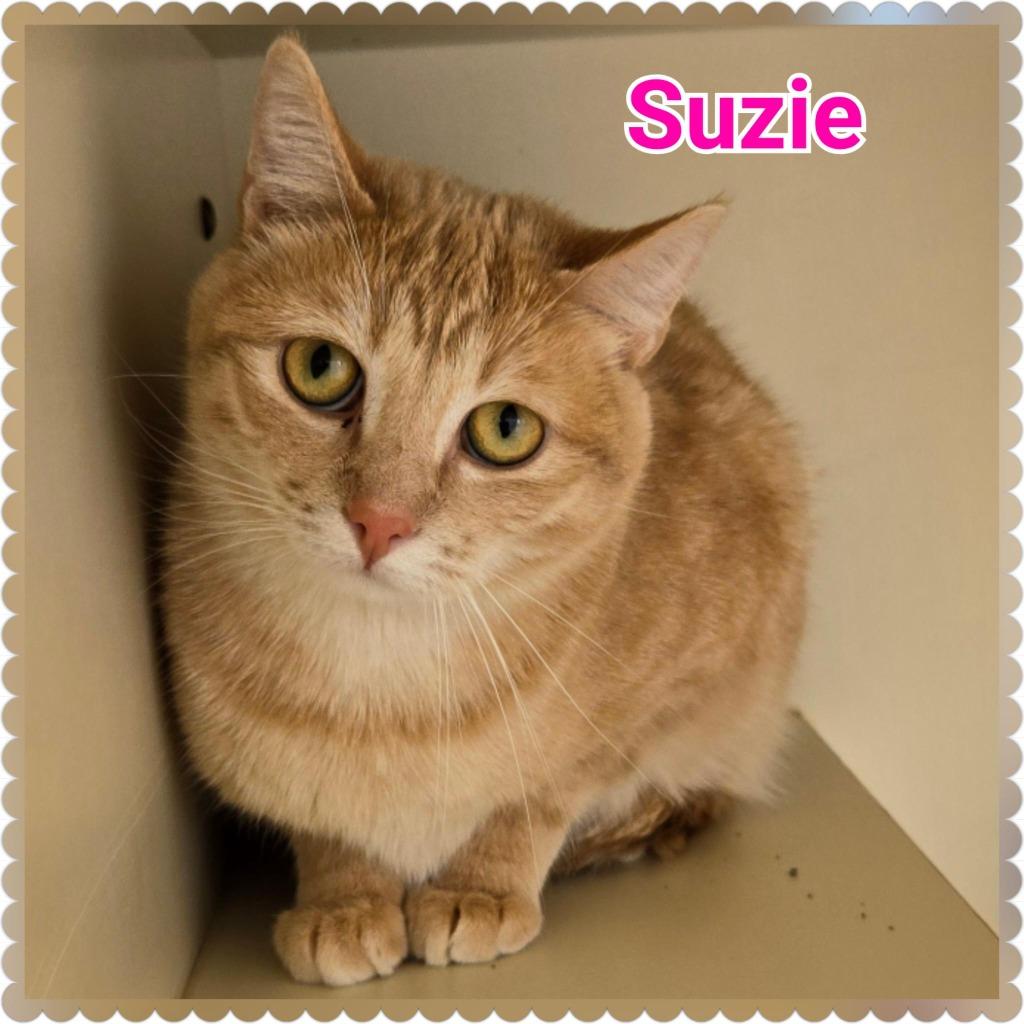Enlarge Suzie, a Adoptable mixed breed in North Saint Paul, MN image 3/4