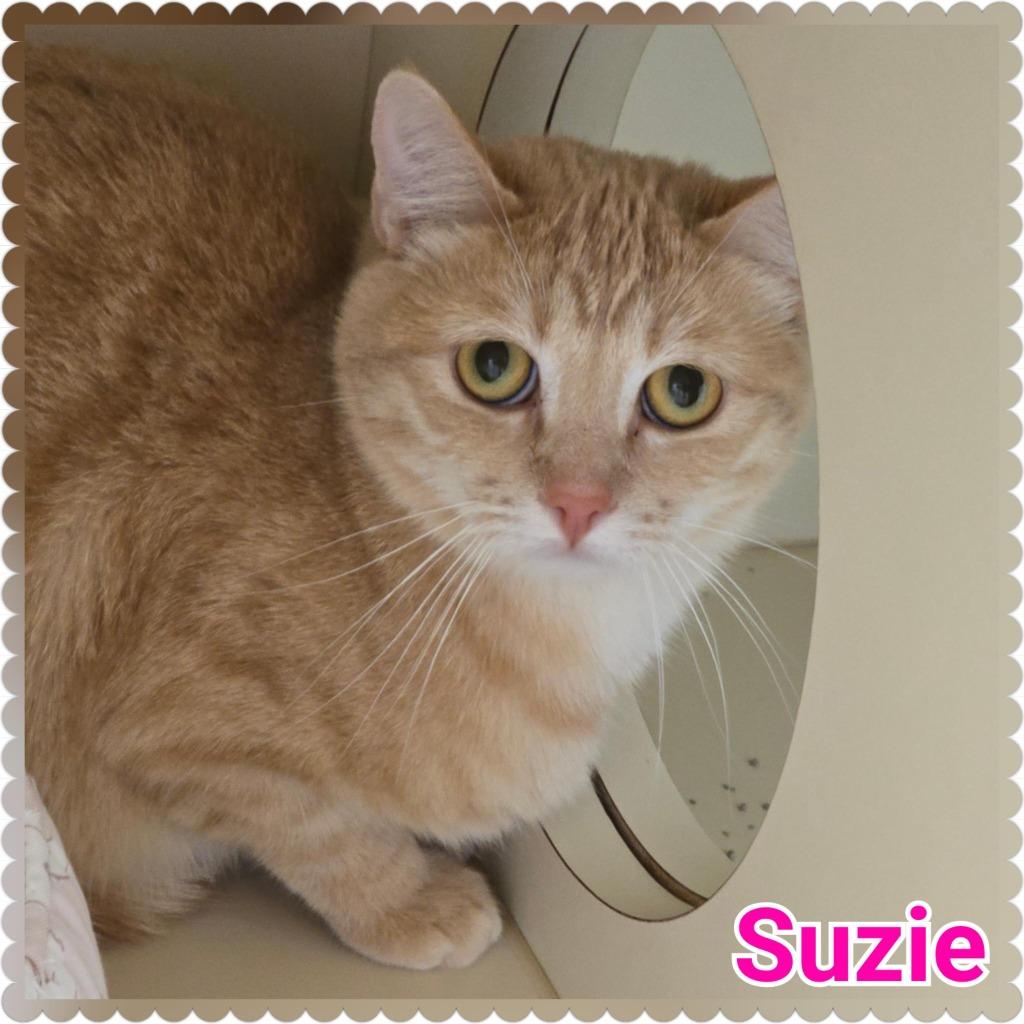 Enlarge Suzie, a Adoptable mixed breed in North Saint Paul, MN image 3/4