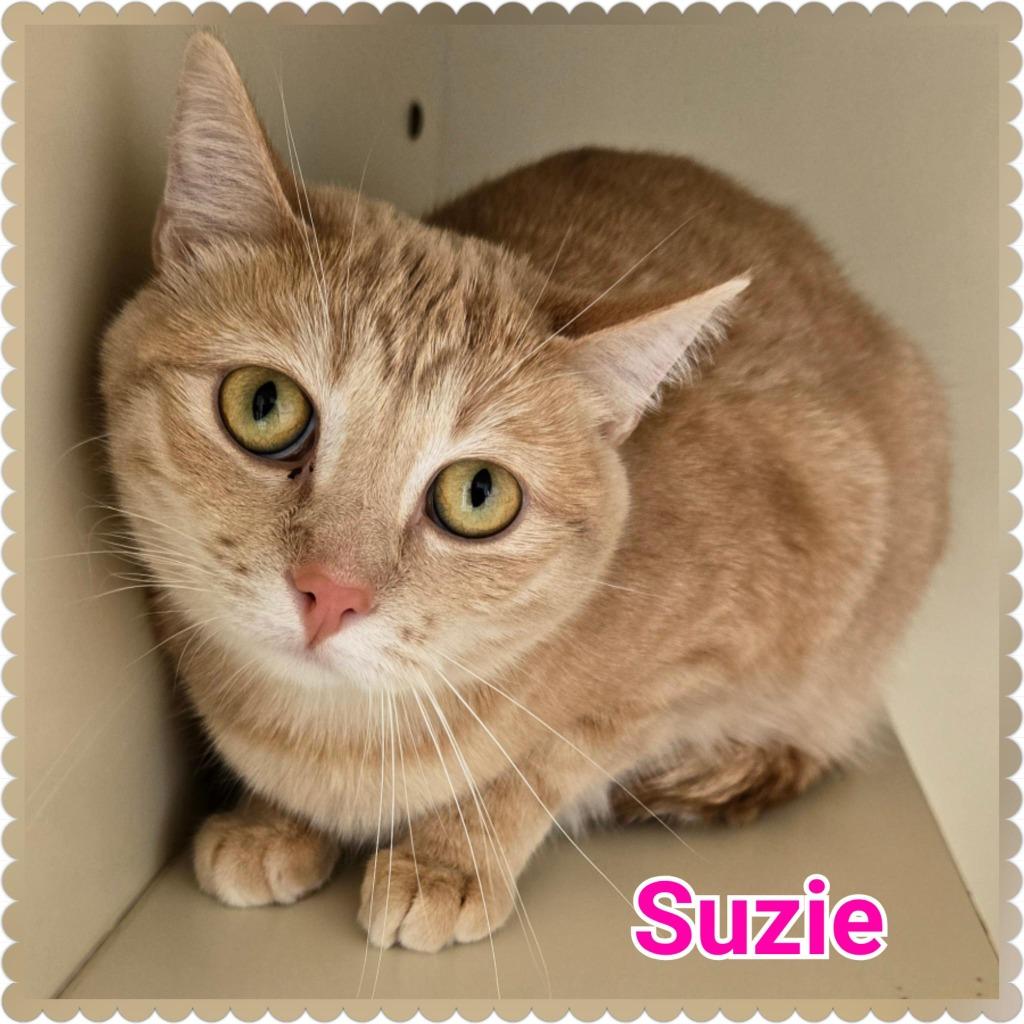 Enlarge Suzie, a Adoptable mixed breed in North Saint Paul, MN image 4/4
