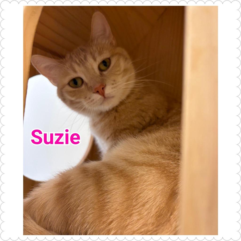 Enlarge Suzie, a Adoptable mixed breed in North Saint Paul, MN image 2/6