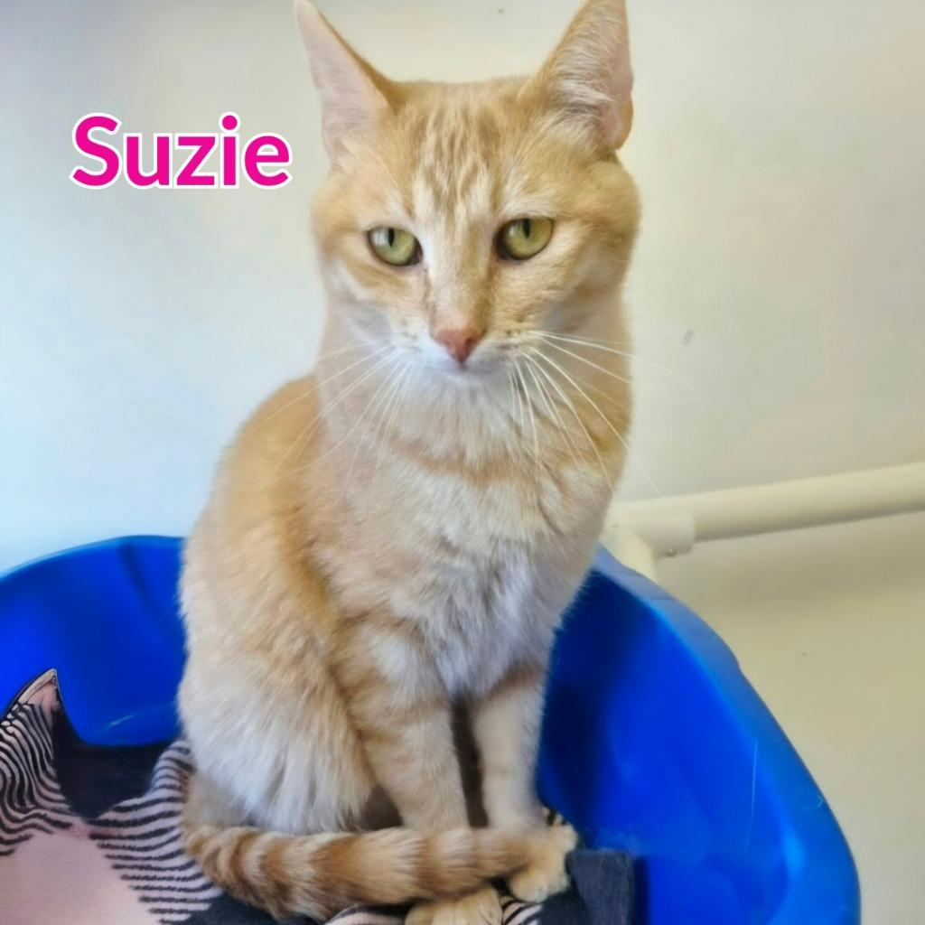Enlarge Suzie, a Adoptable mixed breed in North Saint Paul, MN image 2/6
