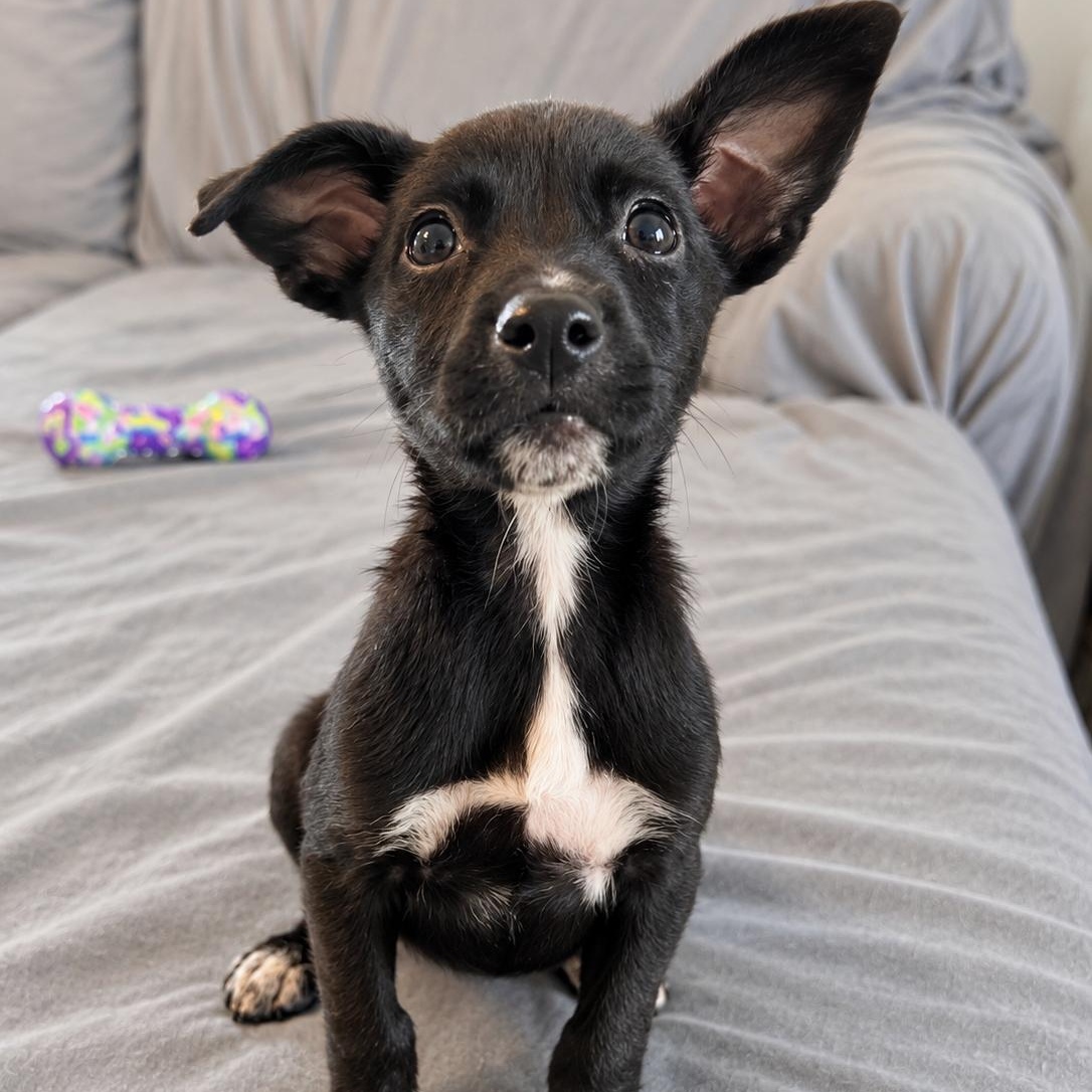 Enlarge Ginger Spice, a Adoptable mixed breed in Baltimore, MD image 3/4
