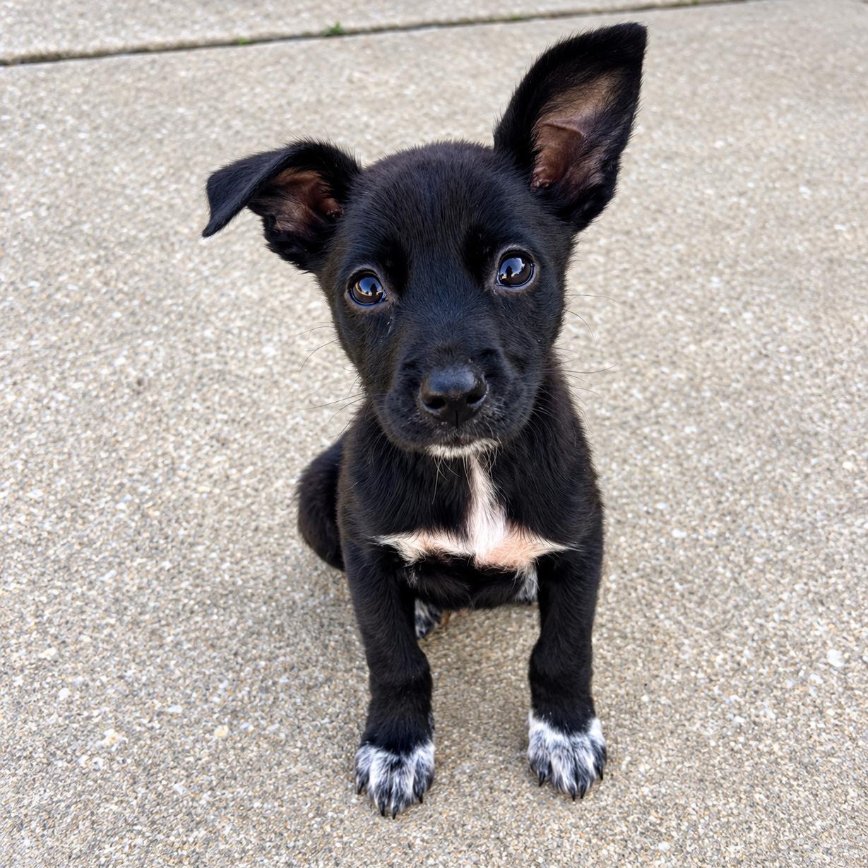 Ginger Spice, Adoptable, Puppy Female Chihuahua & Terrier.